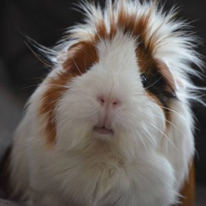 Are Guinea Pig Mites Contagious