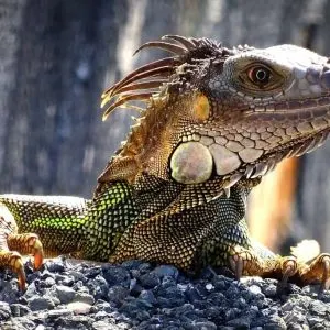 Are Iguanas Native To Florida
