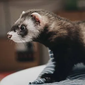 Are Pet Ferrets Expensive To Own