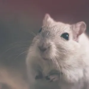 Are Pet Mice Noisy