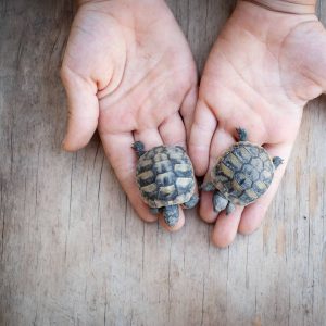Are Pet Turtles Easy To Take Care Of