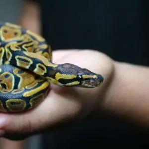 Can A Pet Snake Recognize Its Owner