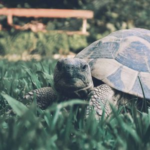 Can A Pet Tortoise Live Outside