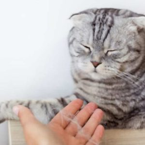 Can Cat Allergies Go Away