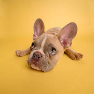 Can Dogs Eat Apple