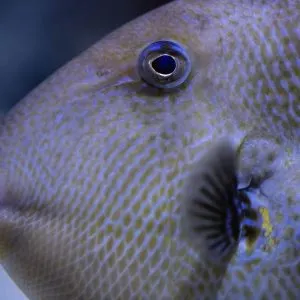 Can Pet Fish Eat Bread