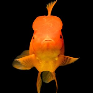 Can Pet Fish See In The Dark