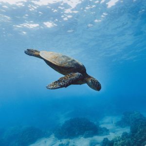 Can Pet Turtles Breathe Underwater