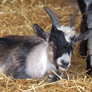 Can You Have a Pet Pygmy Goat