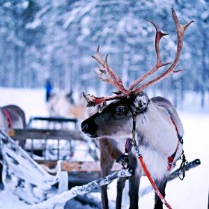 Can You Have a Reindeer as a Pet