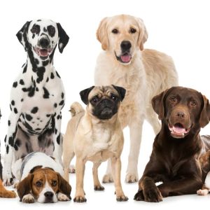 How Are Dog Breeds Created