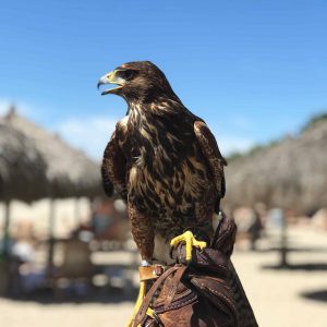 Pet Bird Of Prey