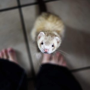 What Do Pet Ferrets Eat