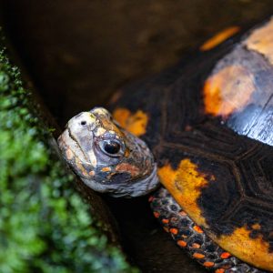 What Pet Tortoise Should I Get