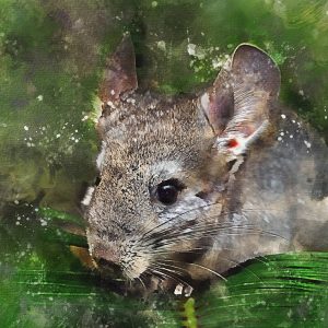 What To Feed A Pet Chinchilla