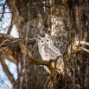 What To Feed My Pet Owl