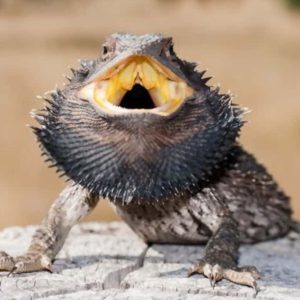 Are Bearded Dragons Dangerous