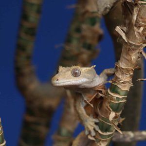 Are Crested Geckos Endangered