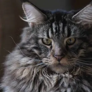 Are Maine Coon Cats Friendly