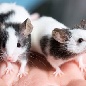Are Pet Rat Bites Dangerous