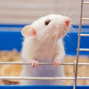 Are Pet Rat Droppings Dangerous