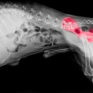 Are Your Dogs Hip Joints Your Priority