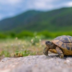 Can A Pet Tortoise Survive In The Wild