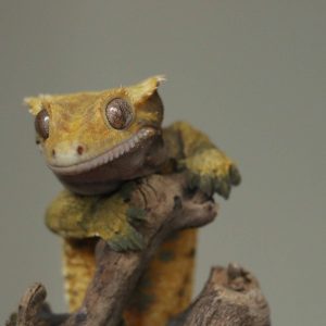Can Crested Geckos Eat Kiwi