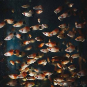 Can Pet Fish Get Worms