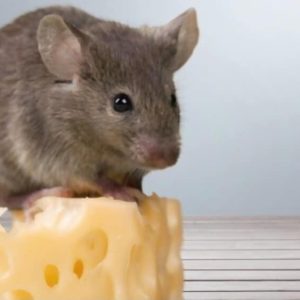 Can Pet Mice Eat Cheese