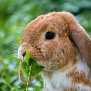 Can Pet Rabbits Eat Apples