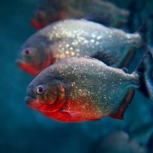 Can You Have A Pet Piranha In Australia