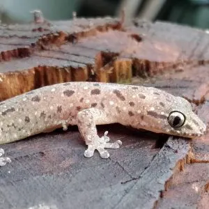 Can You Have A Pet Salamander