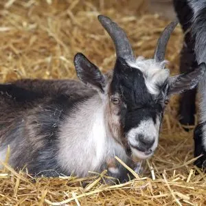 How Long Do Pet Pygmy Goats Live