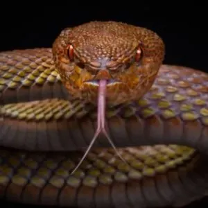 How To Feed A Pet Snake