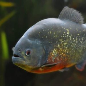 Red-Bellied Piranha Pet Care - The Basics