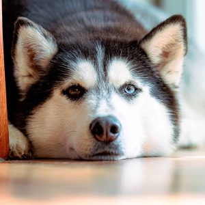 What Should You Do If A Dog Breaks A Nail