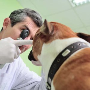 Why You Need To Treat Dog Eye Problems As Emergencies
