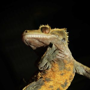 Are Crested Geckos Smart