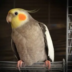 Are Pet Birds Bad For Asthma