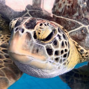 Are Pet Turtles Safe