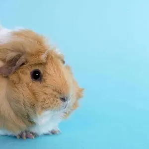 Can Guinea Pig Mites Transfer To Humans