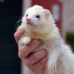 Can Pet Ferrets Live Outside