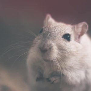 Can Pet Mice Eat Bird Seed?