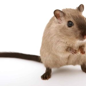 Can Pet Mice Get Fleas?