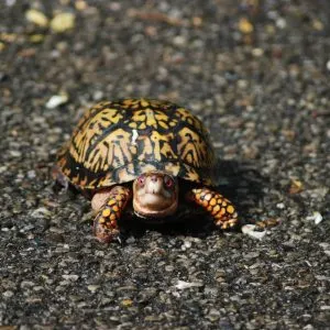 Can Pet Turtles Live Outside