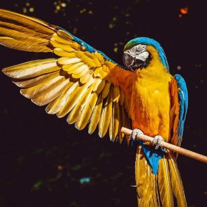 Can You Let A Pet Parrot Outside