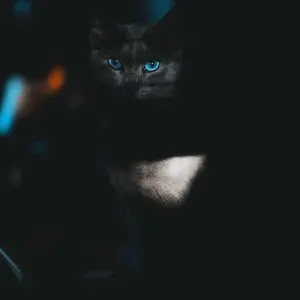 How Cats See The World