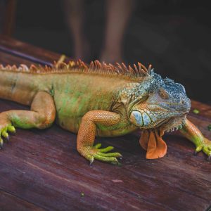 How Do Iguanas Walk?