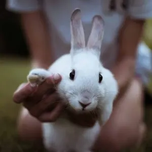 How To Clean A Pet Rabbit